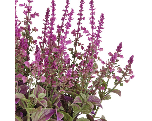 Dekorative Kunstpflanze mit lila Blüten und grünen Blättern.