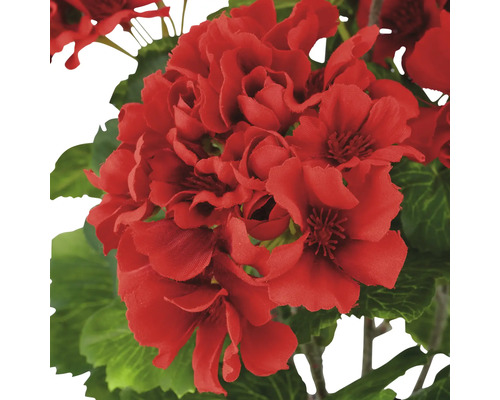 Nahaufnahme einer roten Geranienblüte mit grünen Blättern