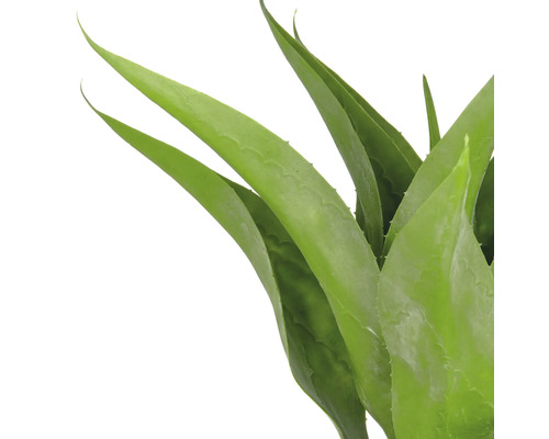 Aloe Vera Pflanze mit grünen Blättern