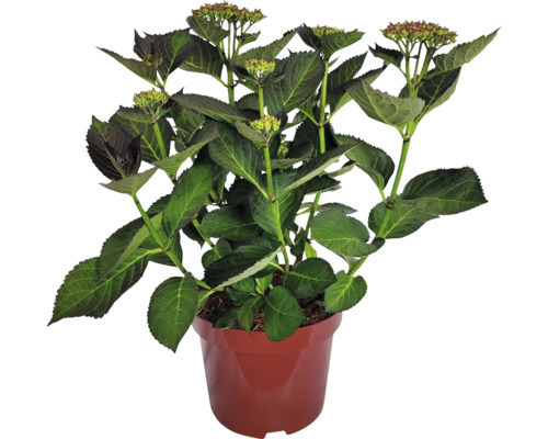 Bauernhortensie Hydrangea macrophylla 'Adula Lila' H 30-40 cm Co 5 L, zweifarbig lilaweiß