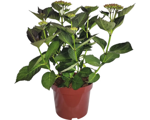 Hortensienpflanze im Topf mit grünen Blättern und Blütenknospen