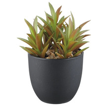 Künstliche Sukkulente in schwarzem Topf