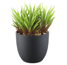 Künstliche Sukkulente in schwarzem Topf