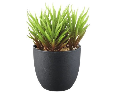 Künstliche Sukkulente in schwarzem Topf