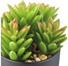 Künstliche Sukkulente im Topf als Dekoration