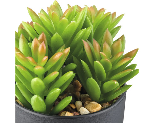 Künstliche Sukkulente im Topf als Dekoration