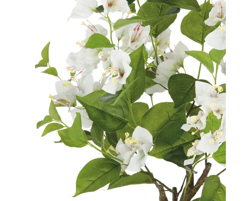 Bougainvillea-Zweig mit weißen Blüten und grünen Blättern