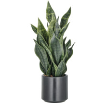 Sansevieria en pot