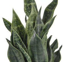 Sansevieria, plante d''intérieur aux feuilles pointues