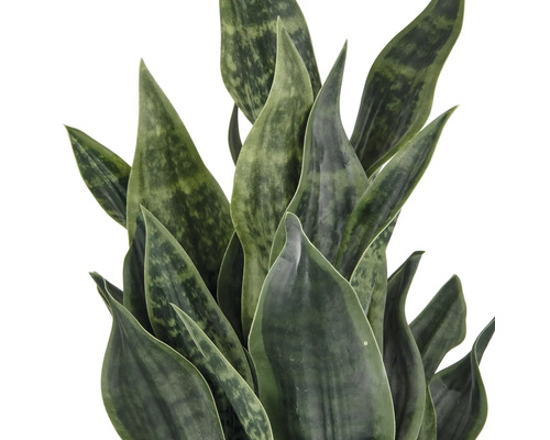Sansevieria, plante d''intérieur aux feuilles pointues
