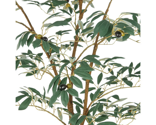 Olivenbaum mit Blättern und Früchten