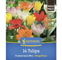 Logo de Kiepenkerl. 14 tulipes Fosteriana Mix en méga pack.