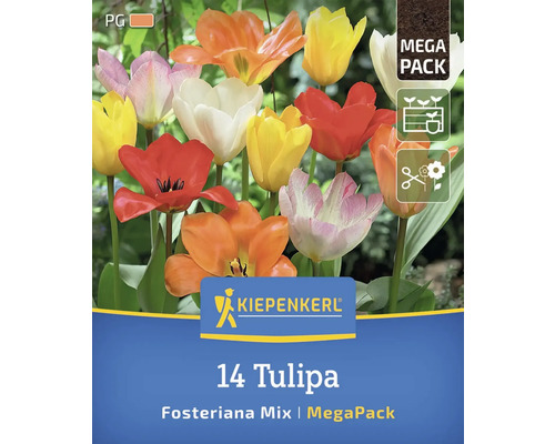 Blumenzwiebel MegaPack Tulpe Kiepenkerl Mischung 14 Stück Kiepenkerl Logo. 14 Tulpen Fosteriana Mix im Megapack.
