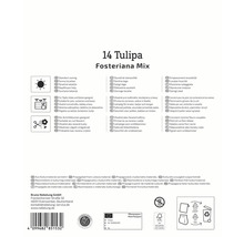 Informations sur 14 Tulipa Fosteriana Mix: Emplacement ensoleillé, convient pour les pots, les contenants et les caisses, convient comme fleurs coupées, propagé à partir de matériel culturel