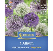 Logo Kiepenkerl. 4 Allium, mélange de fleurs géantes, méga pack.