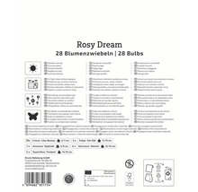 Paquet de bulbes de fleurs Rosy Dream avec des informations sur le lieu de plantation, l''adéquation et les caractéristiques