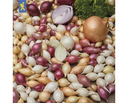 Oignon d’hiver oignon de consommation Kiepenkerl ‘ Trio Mischung ' 50 pièces Différents oignons et échalotes avec de la ciboulette