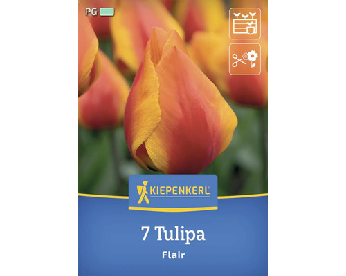 Blumenzwiebel Tulpe 'Flair' Kiepenkerl 7 Stück Kiepenkerl Logo, 7 Tulipa Flair