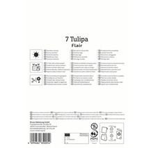 Informations sur 7 Tulipa Flair