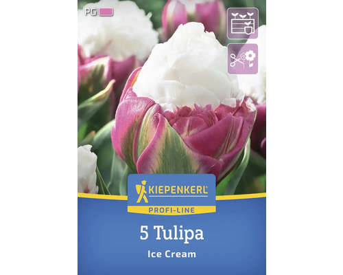 Blumenzwiebel Tulpe 'Ice Cream' Kiepenkerl 5 Stück Verpackung mit fuenf Tulpen der Sorte Ice Cream