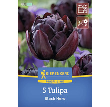 Paquet de cinq tulipes de la variété Black Hero