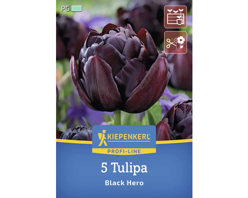 Paquet de cinq tulipes de la variété Black Hero