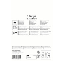 Emballage de 5 bulbes de tulipes Black Hero avec des informations sur l''emplacement, la plantation et l''utilisation