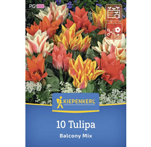 Logo Kiepenkerl, 10 tulipes mélange pour balcon