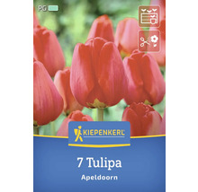 Logo Kiepenkerl. Paquet de sept tulipes Apeldoorn.