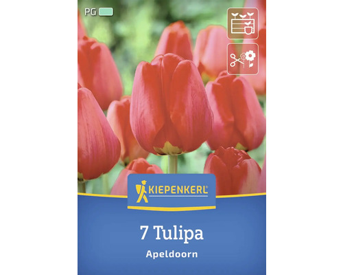 Bulbes de tulipes Kiepenkerl 'Apeldoorn' 7 pièces Logo Kiepenkerl. Paquet de sept tulipes Apeldoorn.
