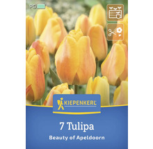 Kiepenkerl Logo, 7 Tulpen Beauty of Apeldoorn