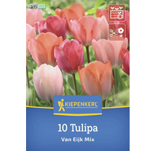 Kiepenkerl Lot de 10 tulipes Van Eijk Mix