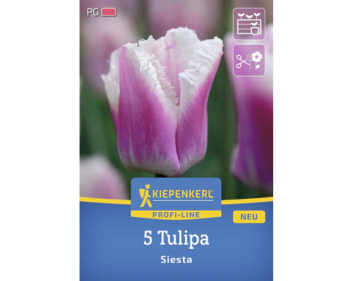 Blumenzwiebel Tulpe Siesta Kiepenkerl 5 Stück Verpackung mit fuenf Siesta Tulpen der Marke Kiepenkerl