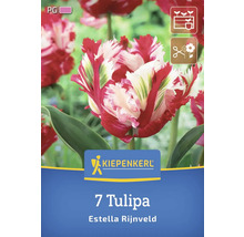 Logo Kiepenkerl. 7 Tulipa Estella Rijnveld.