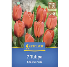 Paquet de 7 tulipes de la variété Showwinner