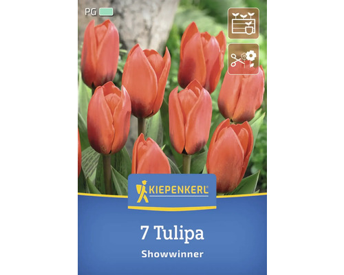 Bulbes de tulipes Kiepenkerl Showwinner 7 pièces Paquet de 7 tulipes de la variété Showwinner