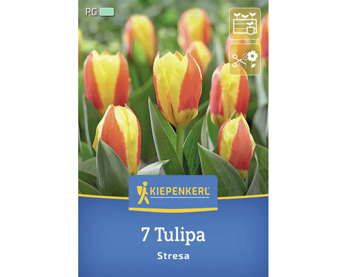 Blumenzwiebel Tulpe 'Stresa' Kiepenkerl 7 Stück Kiepenkerl Logo, Packung mit sieben Tulpen Stresa