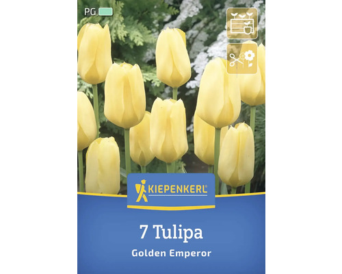 Blumenzwiebel Tulpe 'Golden Emperor' Kiepenkerl 7 Stück Verpackung mit sieben Tulpen der Sorte Golden Emperor