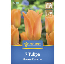 Logo Kiepenkerl, paquet de 7 tulipes Orange Emperor