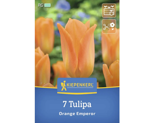 Blumenzwiebel Tulpe 'Orange Emperor' Kiepenkerl 7 Stück Kiepenkerl Logo, Packung mit 7 Tulpen Orange Emperor