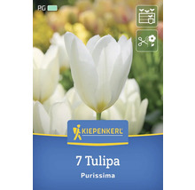 Verpackung mit 7 Tulpen Purissima