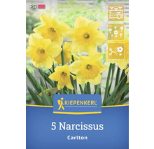 Paquet de 5 jonquilles de la variété Carlton