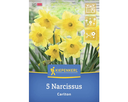 Blumenzwiebel Narzisse 'Carlton' Kiepenkerl 5 Stück Verpackung mit 5 Narzissen der Sorte Carlton