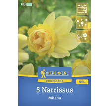 Verpackung mit 5 Narzissen der Sorte Milena von Kiepenkerl Profi-Line