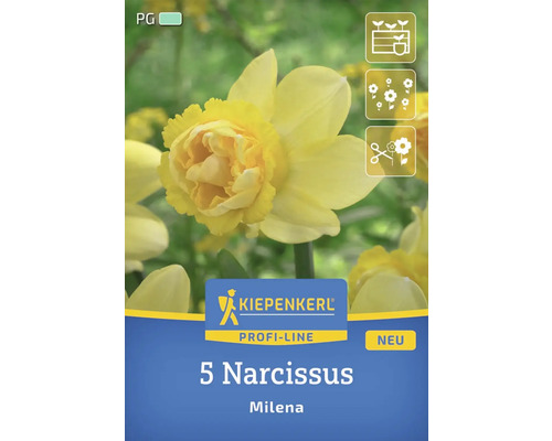 Verpackung mit 5 Narzissen der Sorte Milena von Kiepenkerl Profi-Line