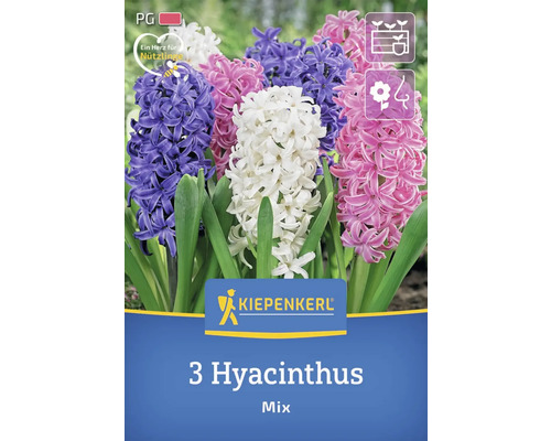 Packung mit 3 Hyazinthen im Mix von Kiepenkerl