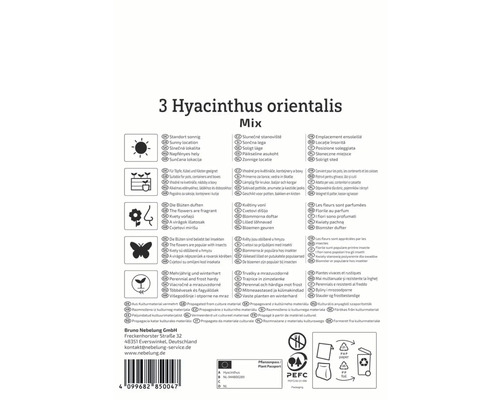 Informationen zu Hyacinthus orientalis Mix