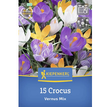 Crocus Vernus Mélange, 15 pièces