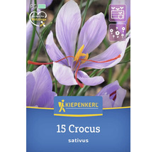 Kiepenkerl 15 Crocus, Sativus