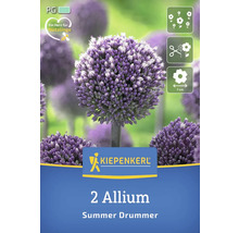 Emballage de deux bulbes de fleurs d''ail d''ornement de la variété Summer Drummer